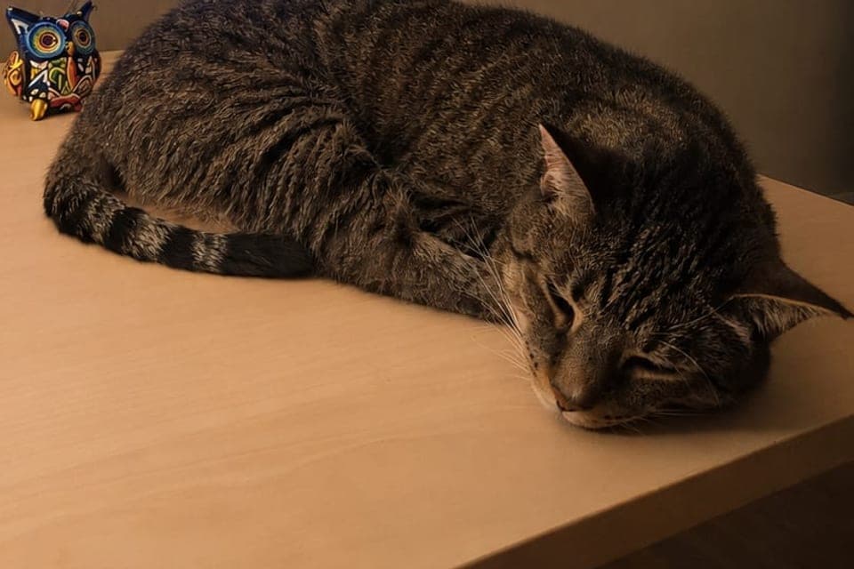 Harvey, a grey tabby cat, curled up asleep on a wooden desk beside a small painted owl figurine